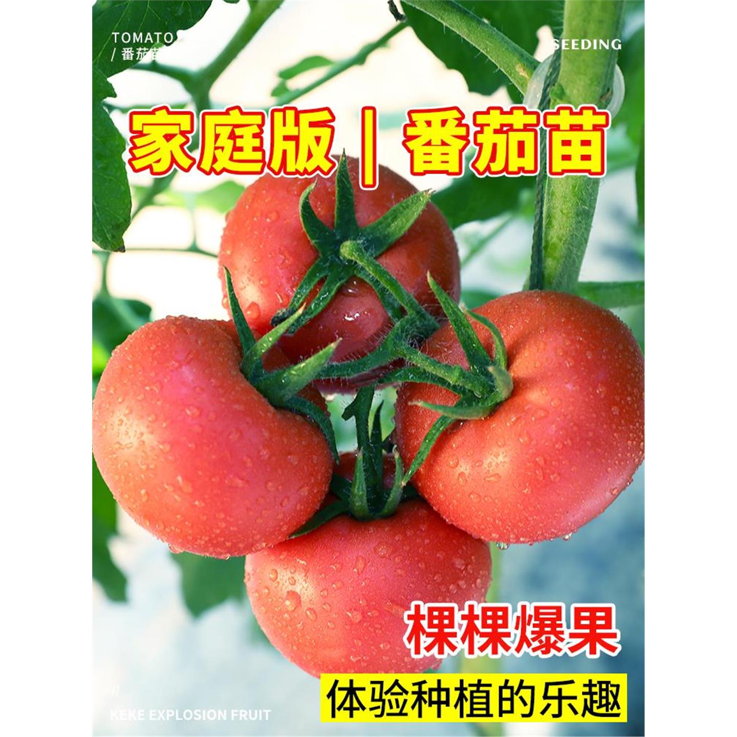 毛粉沙瓤番茄种子苗大西红