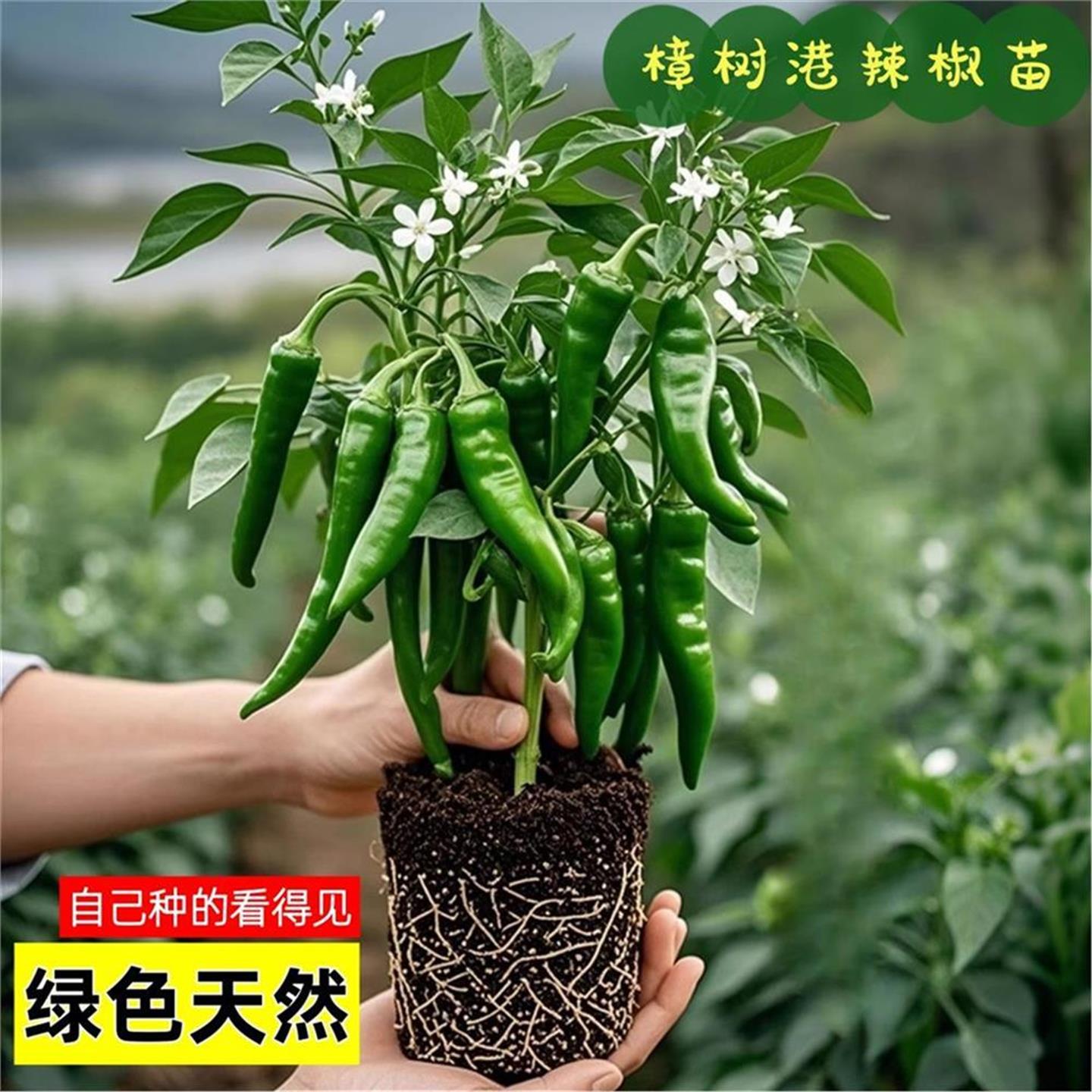 正宗樟树港辣椒苗秧湖南种