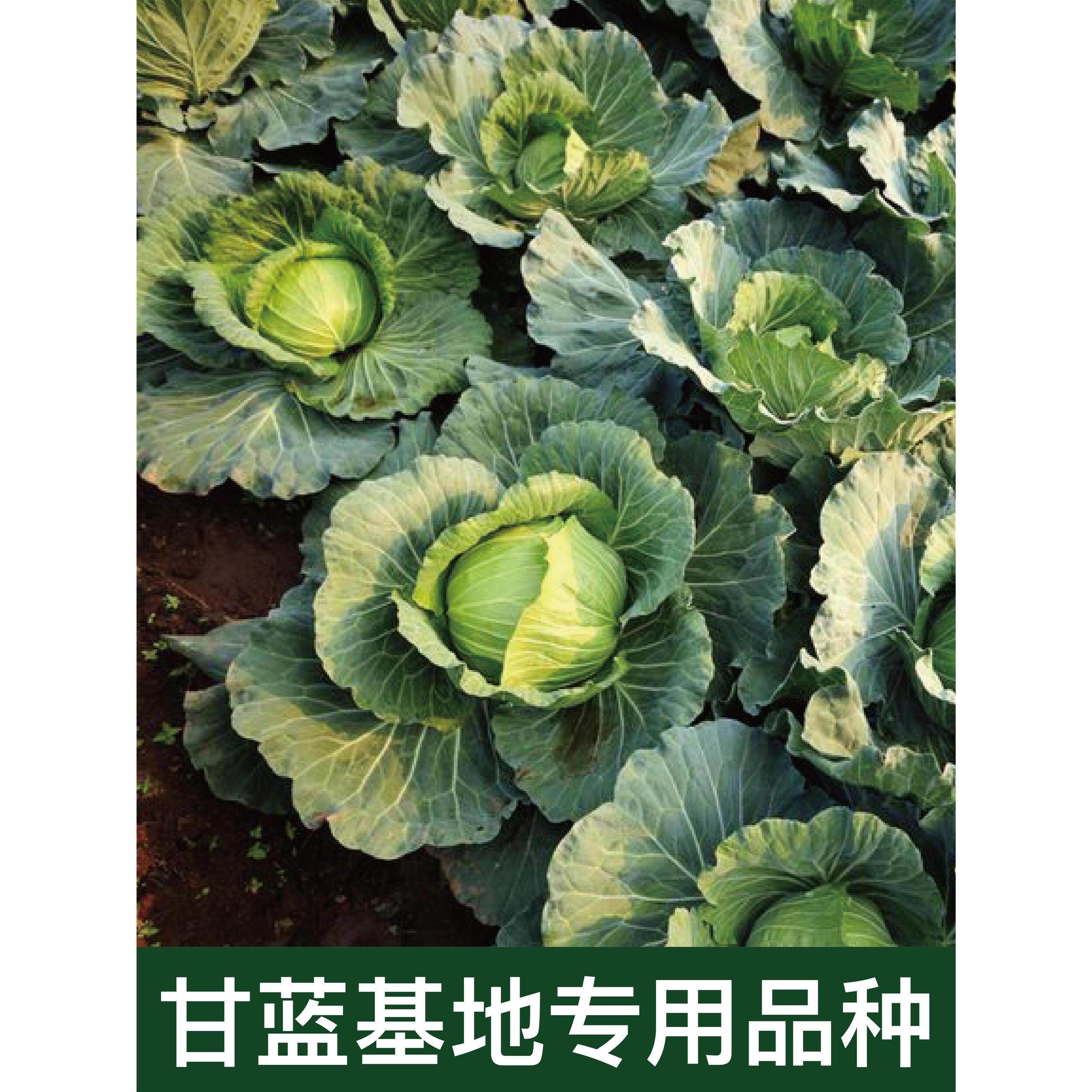 黄芯水果甘蓝种苗春秋紫甘蓝种子牛心皱叶孢子甘蓝籽脆甜蔬菜秧