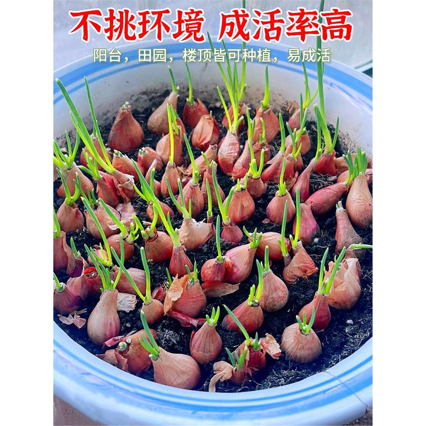 红葱头种子四季小香籽阳台