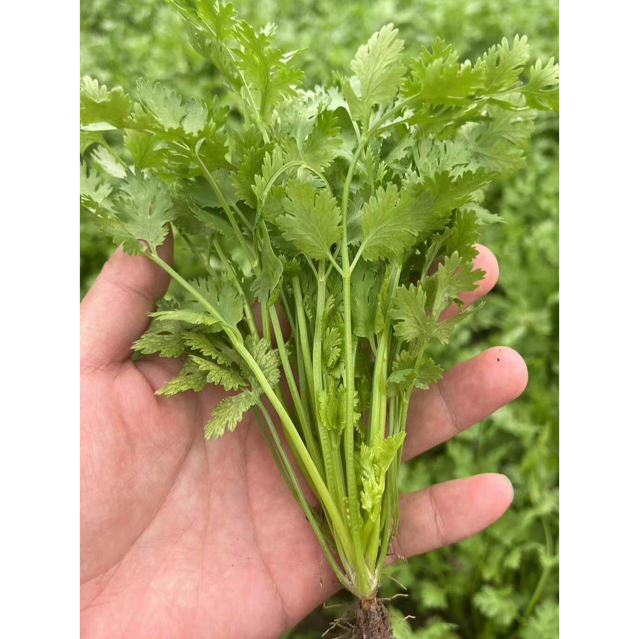 香菜籽苗山东四季种子盆栽