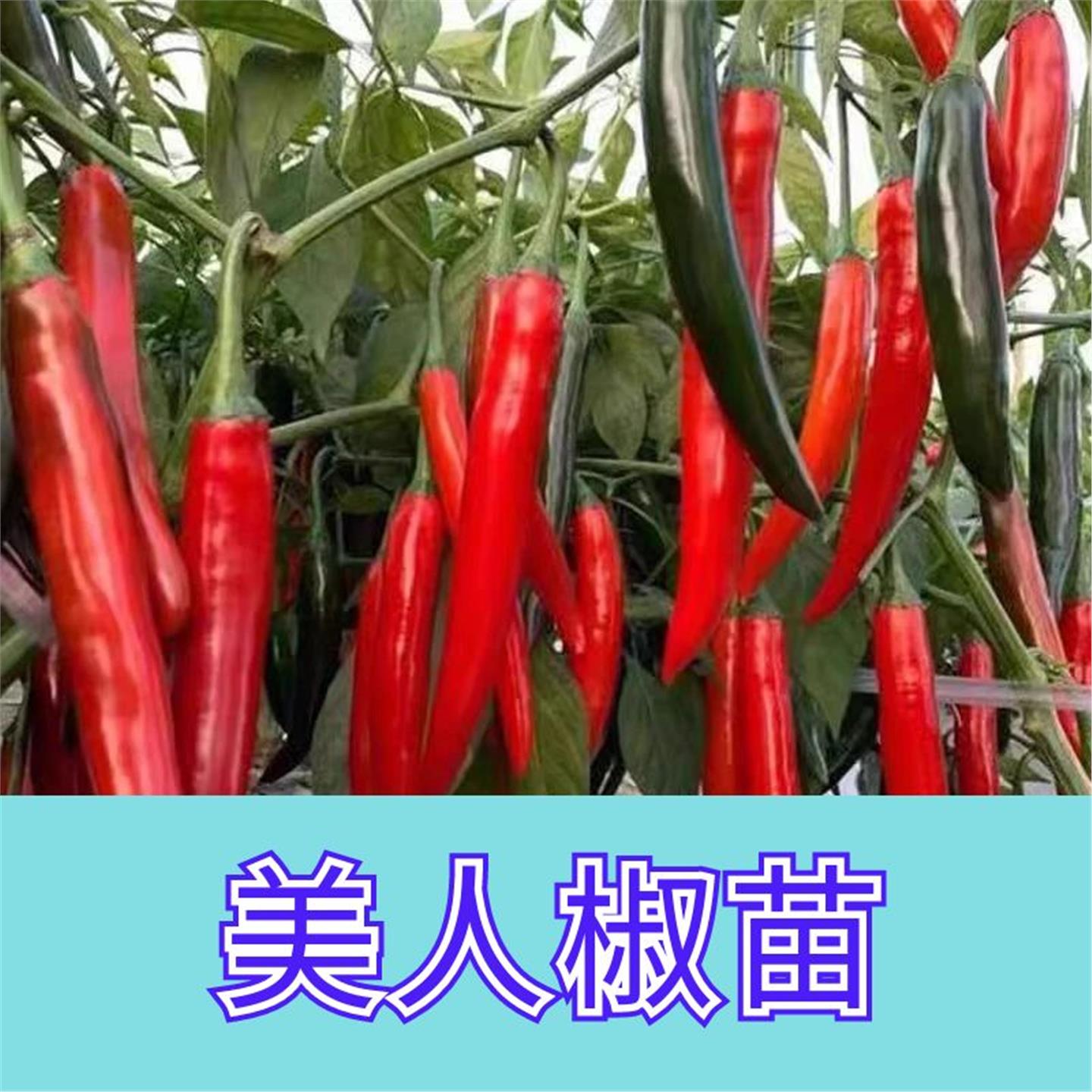 寿光香辣美人椒苗秧带土球