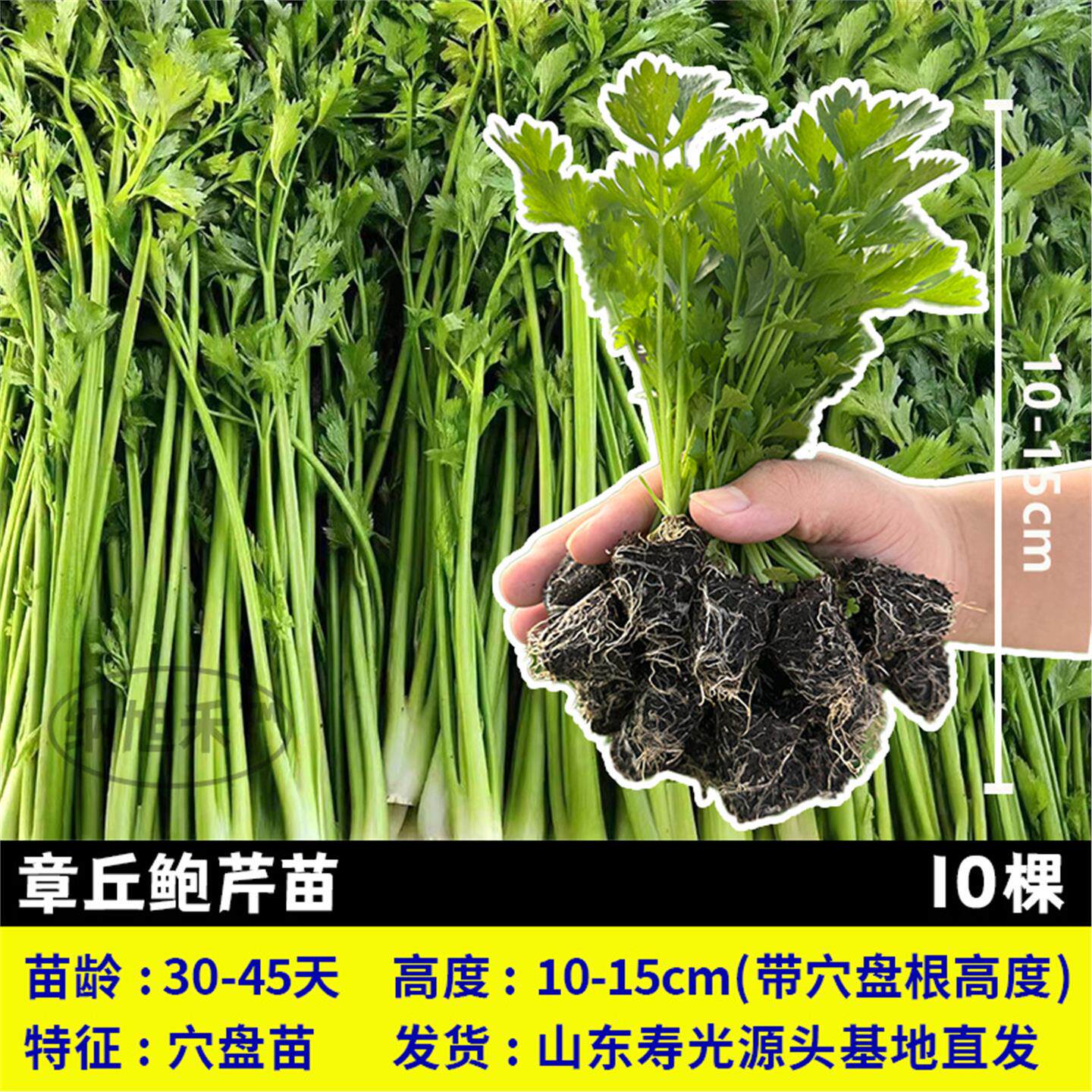 章丘鲍芹大肉西芹秧苗带土球大肉实心芹菜种子寿光四季阳台盆栽苗