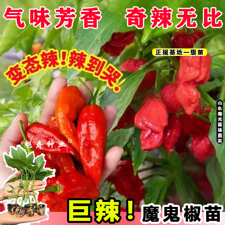 印度巨辣黄魔鬼椒苗秧带土