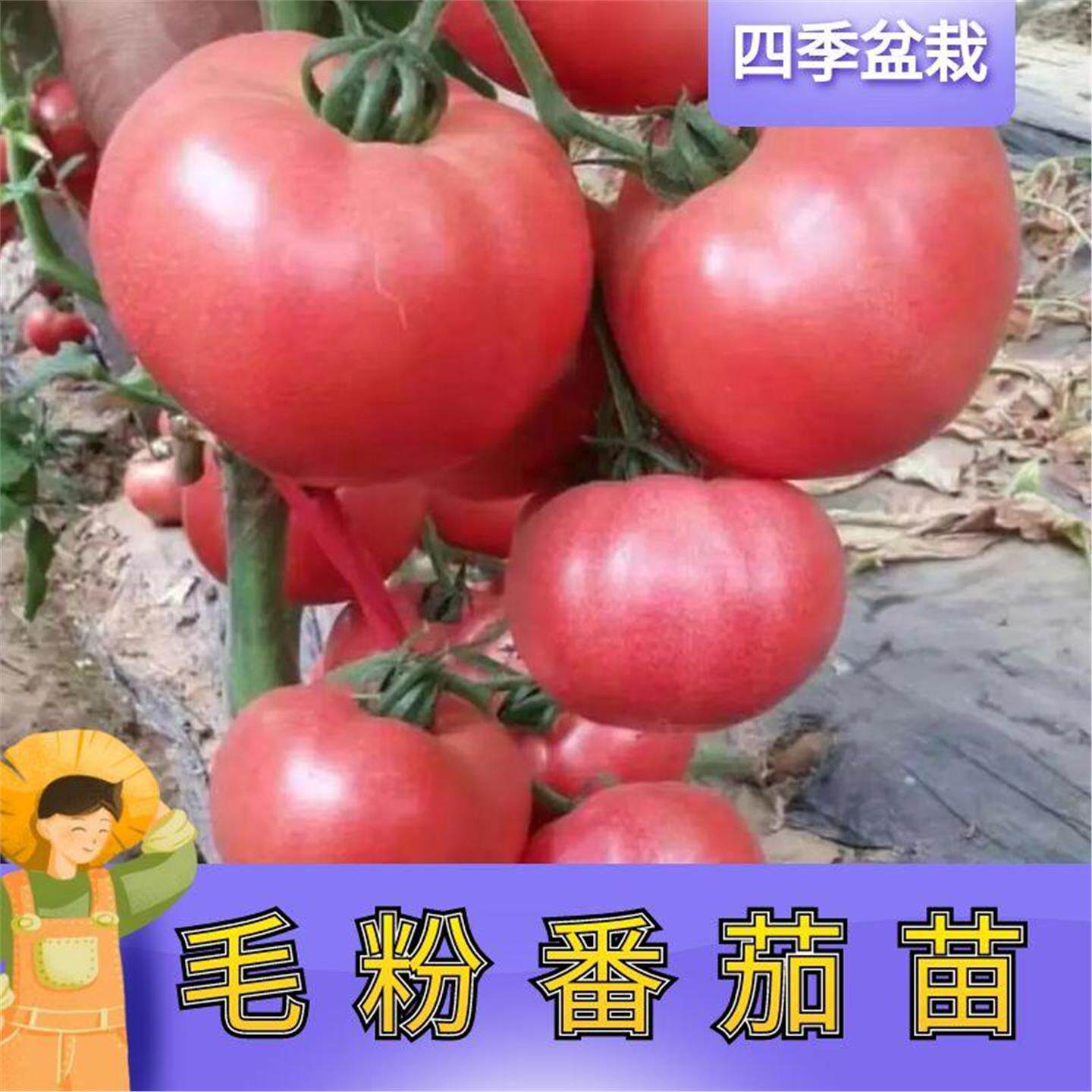 老沙瓤西红柿种籽四季毛粉