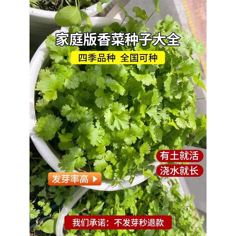 耐热四季小叶香菜种子农家芫荽种籽苗阳台盆栽大叶蔬菜种孑大全
