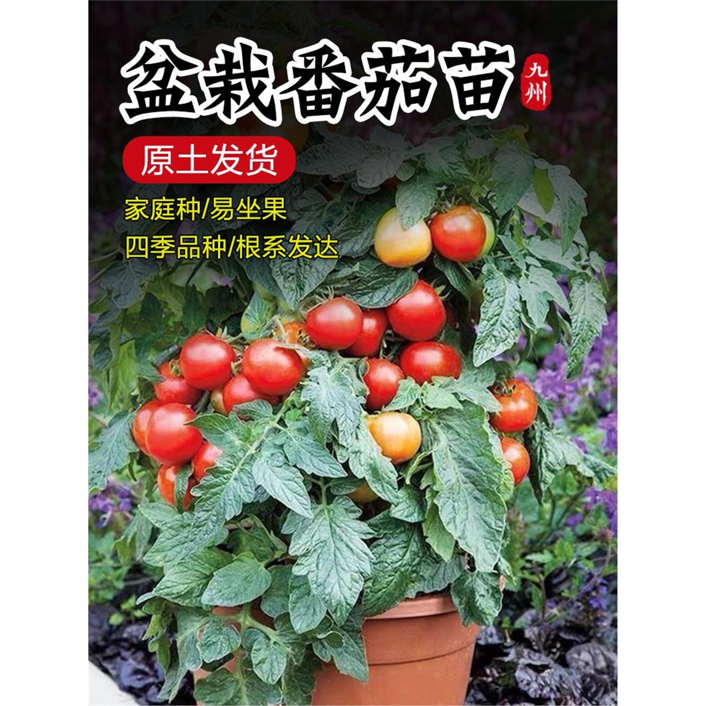 红色盆栽矮生圣女果苗樱桃