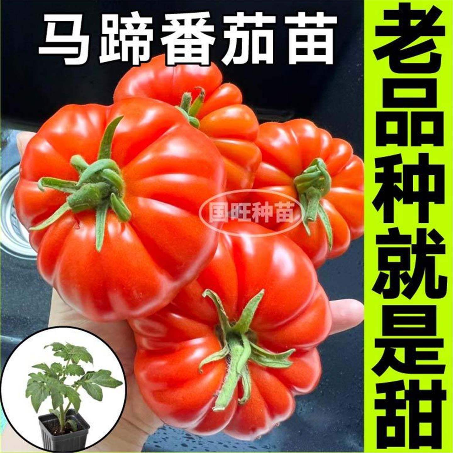 爆甜沙瓤马蹄番茄苗秧带土