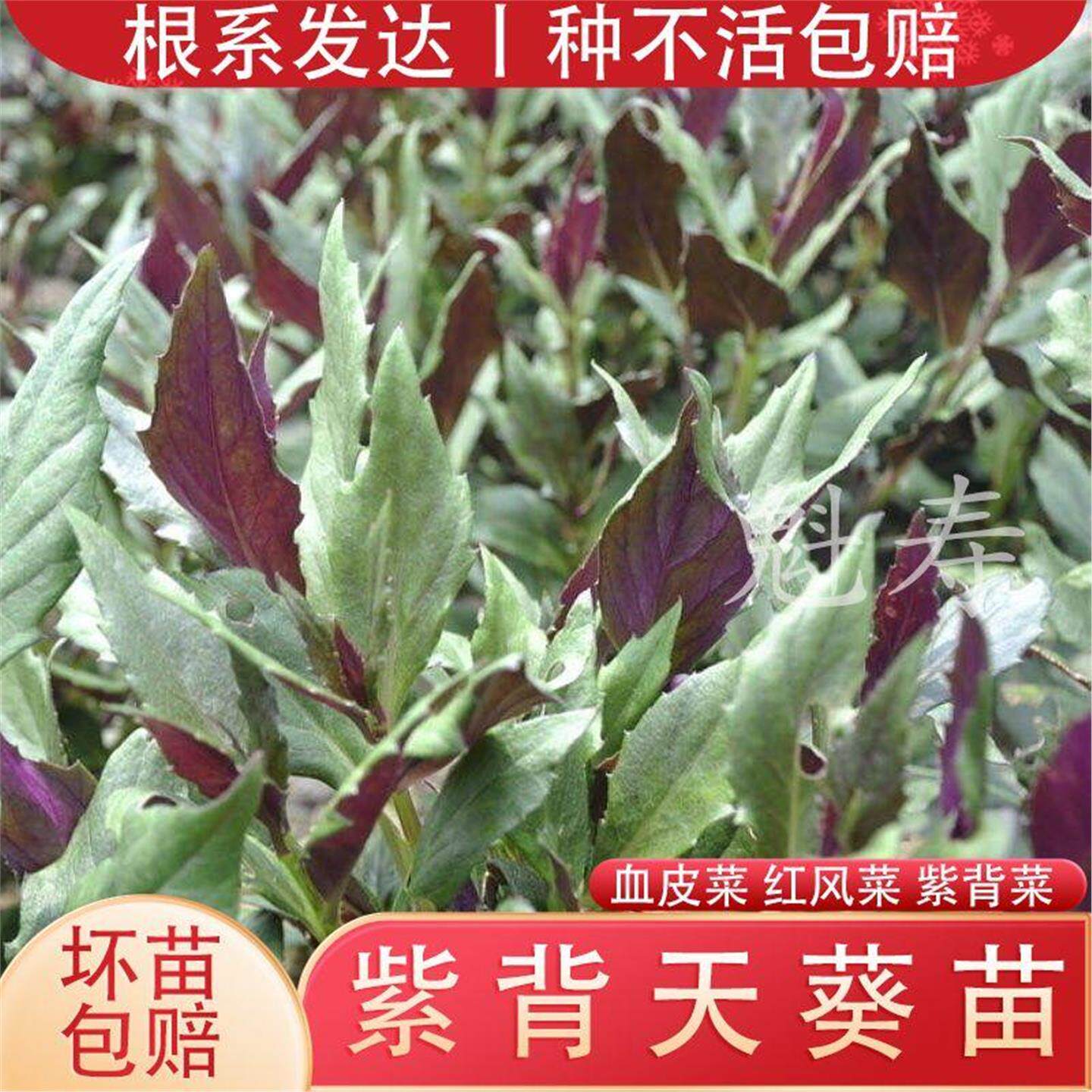紫背天葵苗菜种皮观音血然