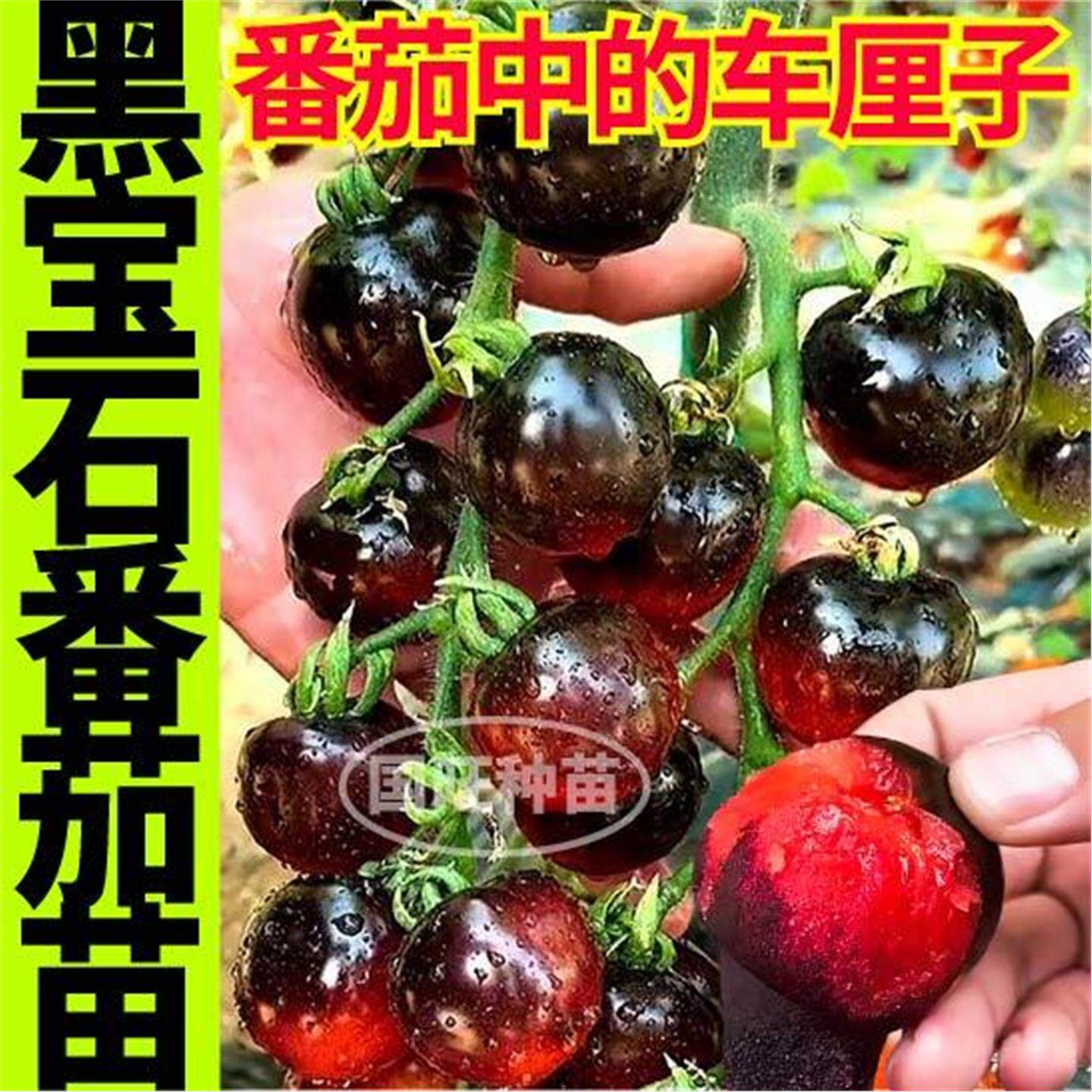 寿光黑宝石番茄秧苗薄皮多