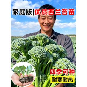 西兰苔苗秧芥蓝菜心花洋种