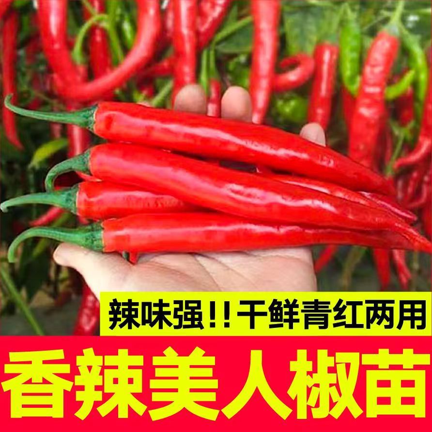 摘不败香辣美人椒苗秧特海