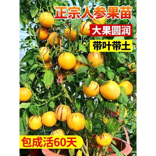人参果苗盆栽带室内阳台庭