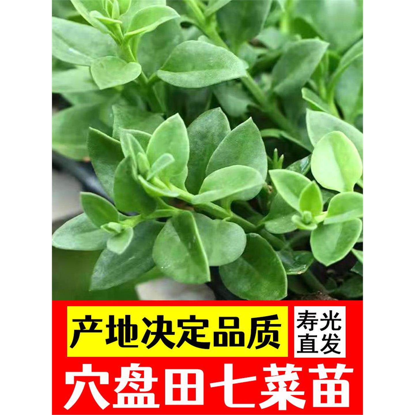 田七苗盆裁食用养生三七特色菜保健种苗天然营养蔬菜四季阳台种子
