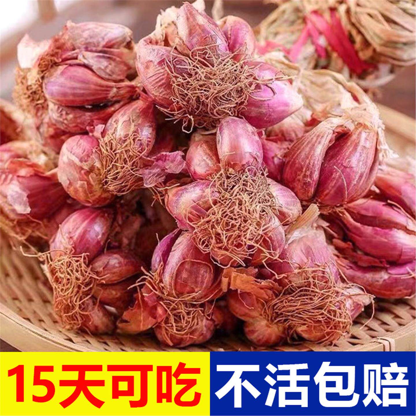 农家新葱头火盆栽小香四季