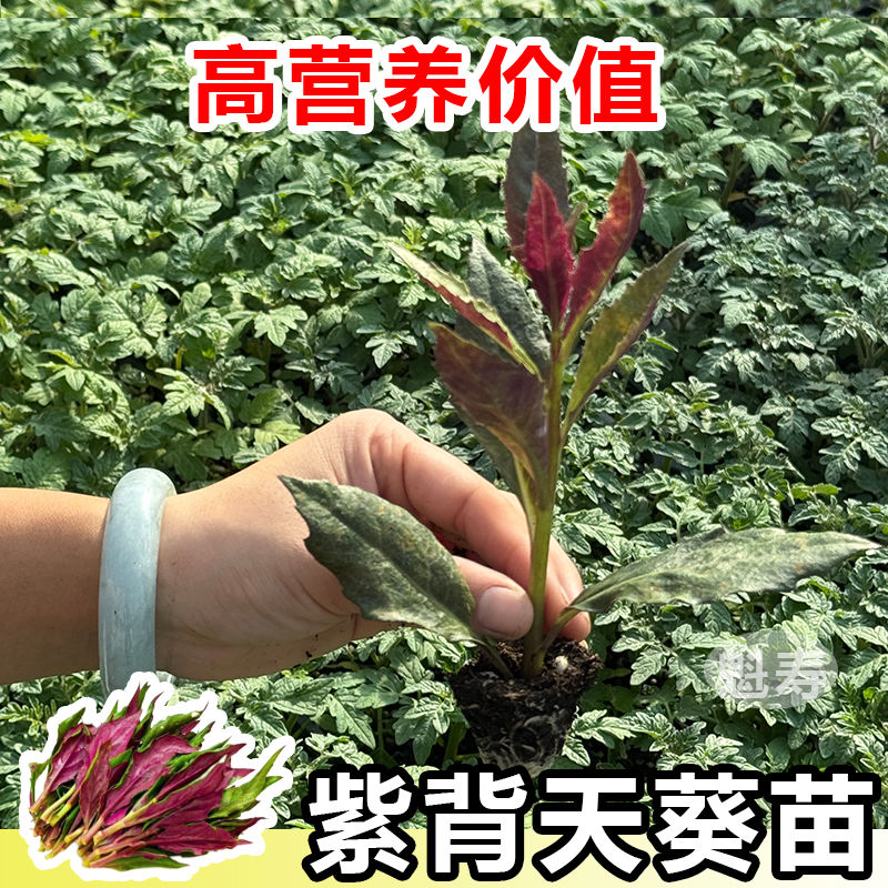 天然菜紫背葵苗秧盆栽阳台