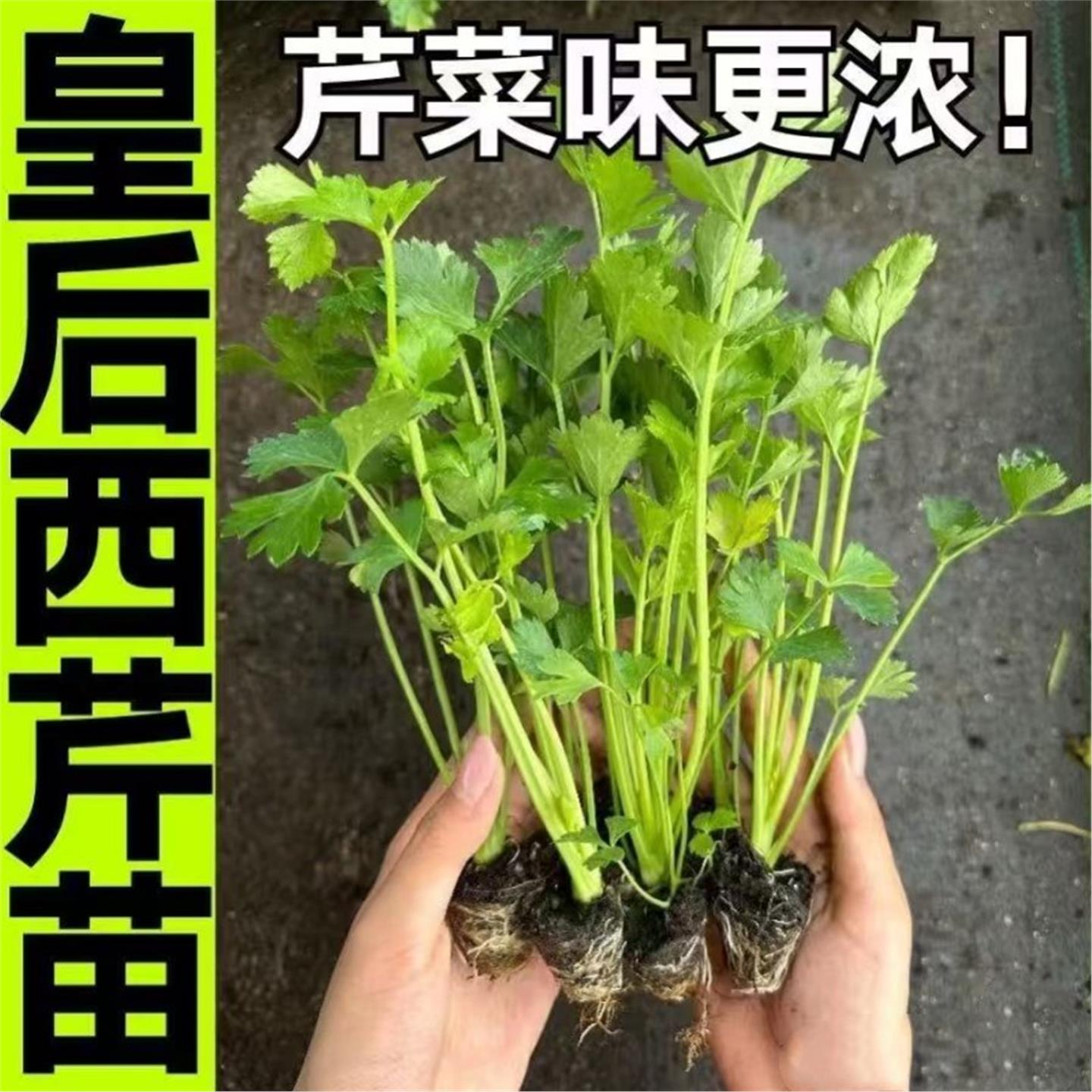 皇后西芹菜秧苗蔬大全四季