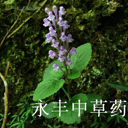 水韩信草 耳挖草 金茶匙 向天匙 大力草