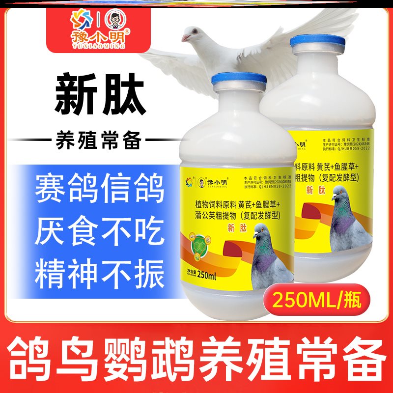 新肽鸽子新肽 正品鸽子歪头歪脖观赏鸽子新肽养鸽鸽子食欲不振
