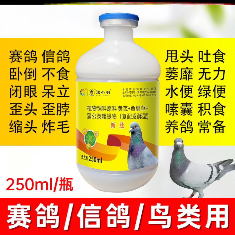 新肽鸽用信鸽锁头炸毛鸽子歪头歪脖鸽子甩头新肽养鸽嗦囊积食