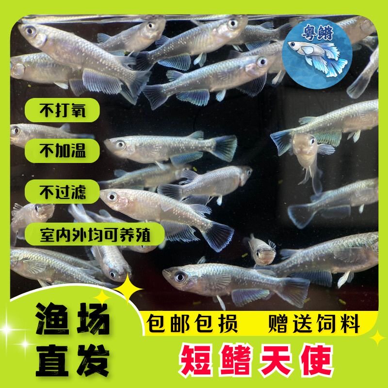 青鳉青鳉淡水满光干支图片