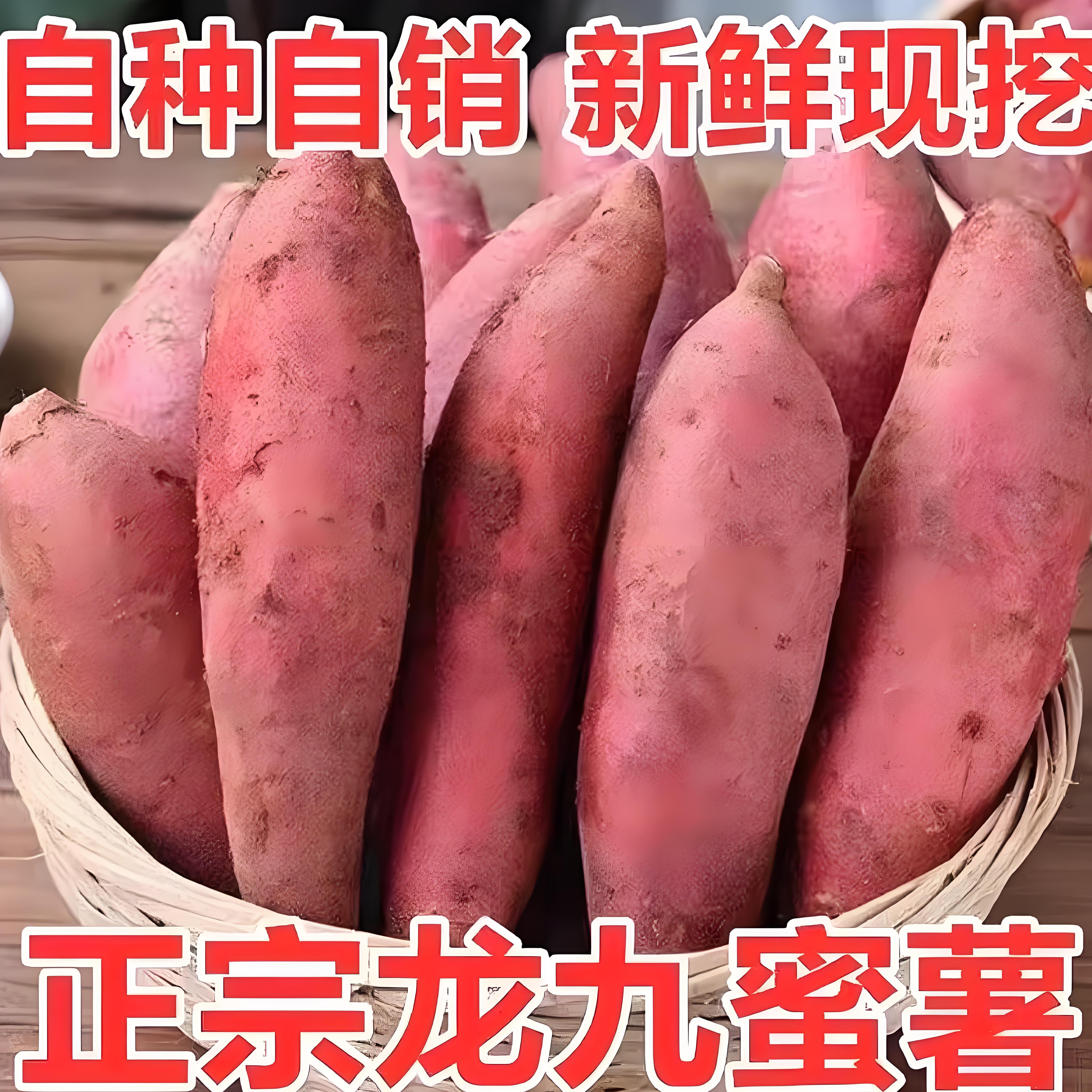 龙九蜜薯沙地现挖软糯香甜小番薯