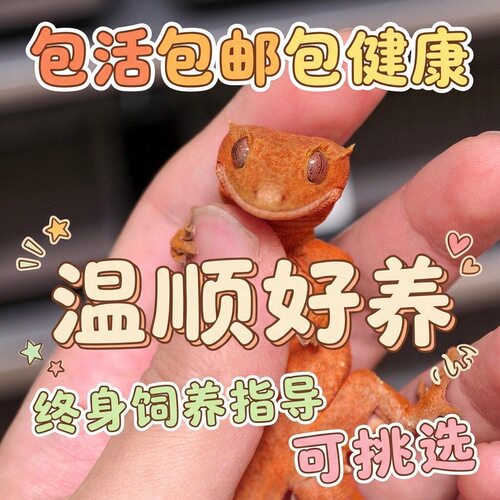 睫角守宫蜥蜴无毒网红宠物入门级爬宠活体温顺好养不咬人另类小宠