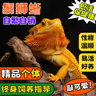 鬃狮蜥超萌网红异宠幼体新手入门级活物宠物幼苗温顺可爱不咬人