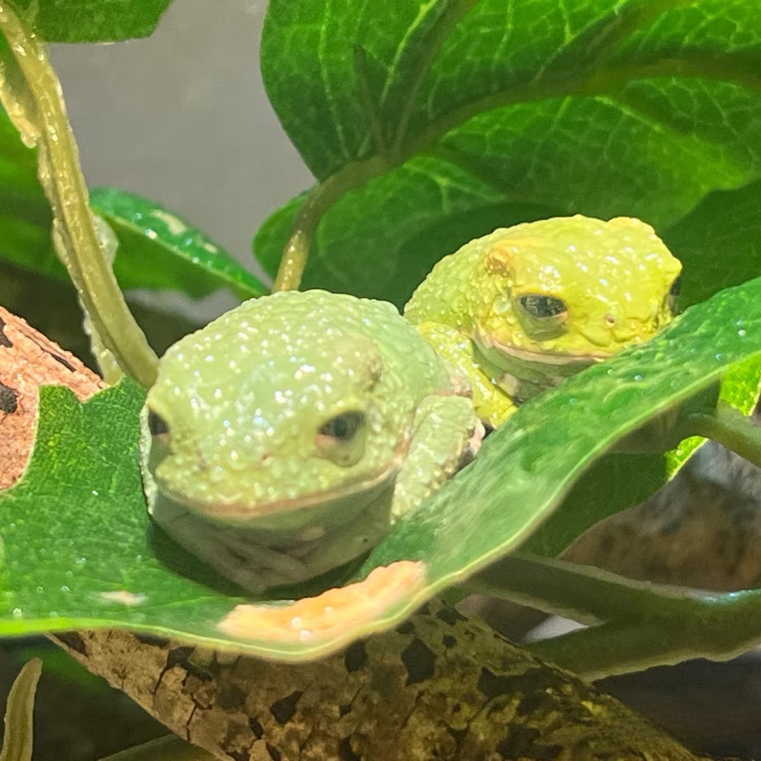 好养无毒日行蜡白猴树蛙各种大尺寸好养适合小朋友