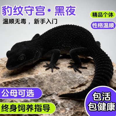 爬宠守宫幼崽宝宝黑夜守宫豹纹肥尾特价挑选链接爬宠异宠活体蜥蜴