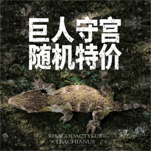 巨人守宫R属幼苗成体新手入门爬宠异物多色可选包活包健康