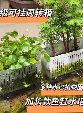 鱼缸红薯绿萝种植壁挂式造景