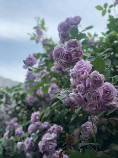 销薰衣草花环藤本月季 花苗无刺爬藤蔷薇花苗阳台庭院爬墙植物玫厂