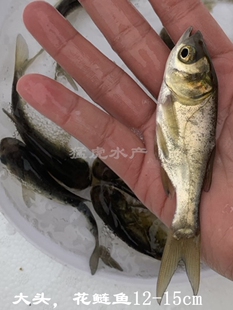 淡水花鲢鱼苗大头鱼胖头鱼雄鱼半斤鲢鳙鱼四大家鱼活体养殖鱼食用
