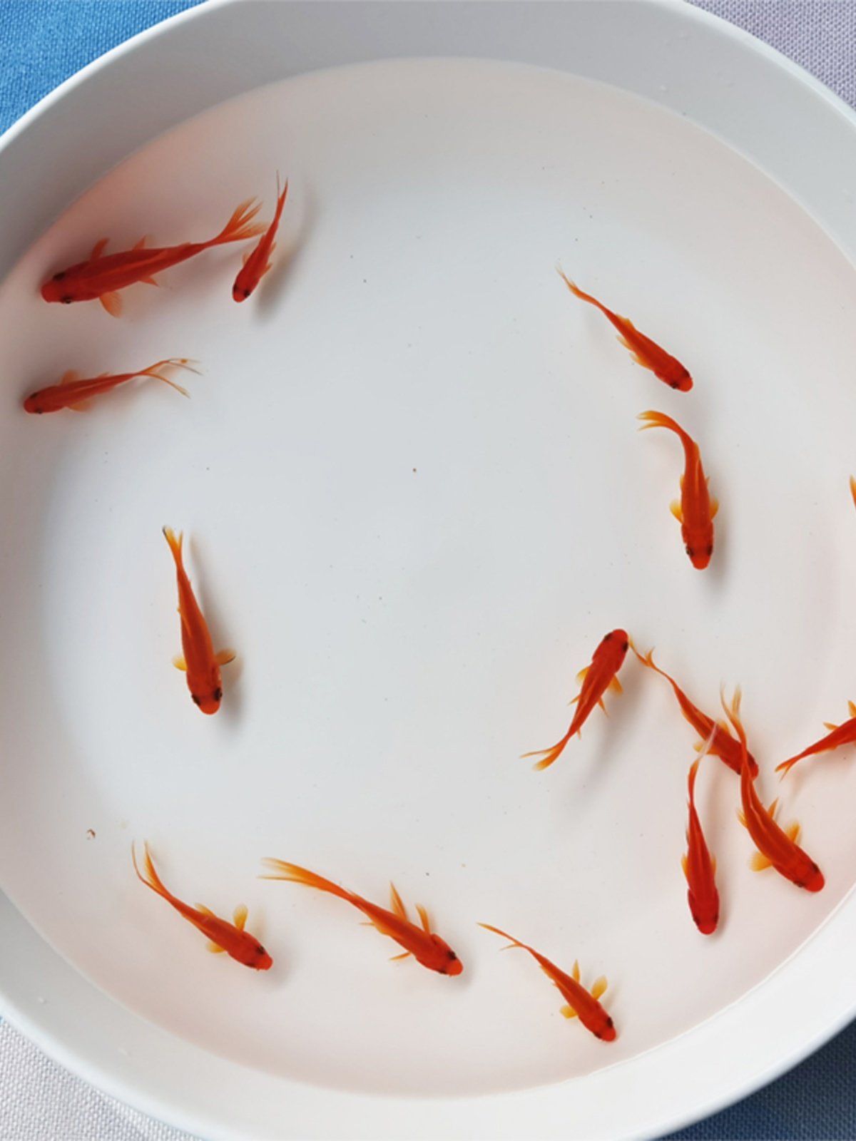 草金鱼小金鱼活鱼耐活鱼苗观赏鱼不打氧小鱼长尾好养淡水鱼锦鲤鱼