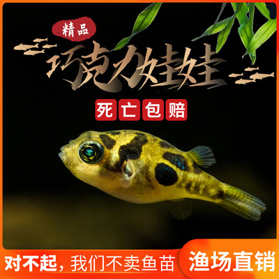 巧克力娃娃鱼潜水艇淡水观赏鱼小型迷你河豚吃螺除杂螺丝活体包邮