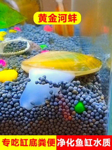 观赏黄金河蚌清理净化水质净水黑金刚河蚬清洁螺贝类鱼缸专吃粪便