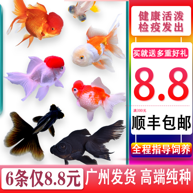 金鱼活体观赏鱼活体小金鱼冷水鱼锦鲤鱼金鱼苗活体淡水小型鱼包邮