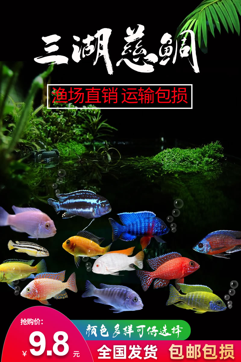 三湖慈鲷活体 马鲷科岩栖像海水鱼热带鱼活体小型淡水观赏鱼马鲷