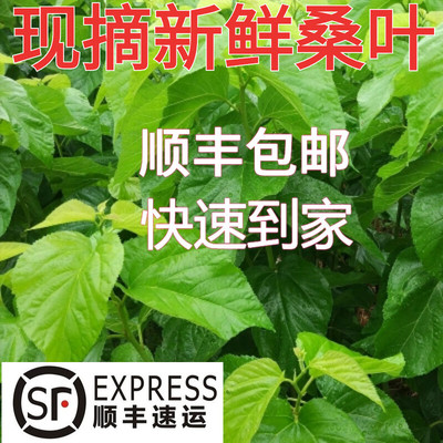 现摘新鲜桑叶活蚕饲料大小蚕食用喂蚕鲜嫩桑树叶顺丰包邮