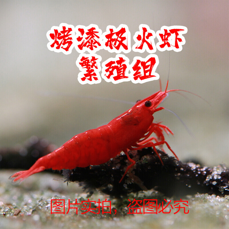 极火抱卵成年虾极火虾成体母虾精品观赏虾活体火焰虾除藻观赏虾