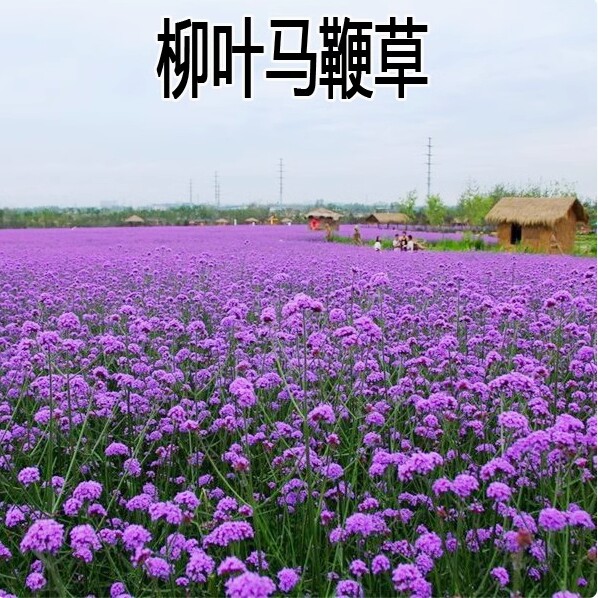 柳叶马鞭草种子四季耐寒阔叶凤颈草婚纱摄影花海阳台盆栽花种籽孑图片
