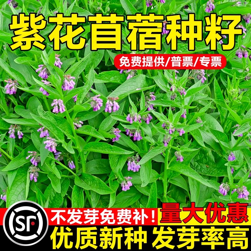 紫花苜蓿草种籽大叶牧草种子兔草鱼草鸡鸭鹅羊牧畜食用四季多年生