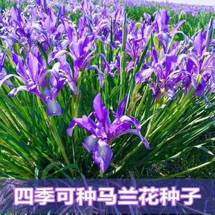 马兰花种子四季种易活开花耐寒多年生花籽子盆栽庭院室外花种籽子