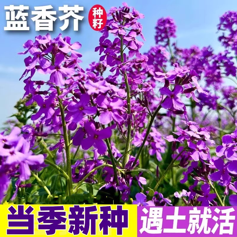 蓝香芥种子易活花卉种子彩色油菜花花籽庭院 盆栽苗景观花海种子