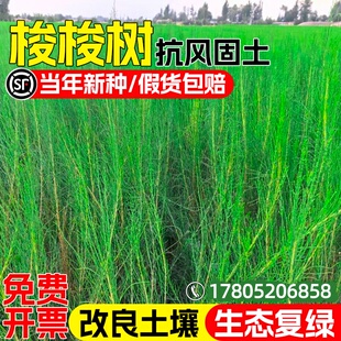 梭梭树种子多年生护坡固土草籽防风固沙生态复绿改善土壤绿化种籽