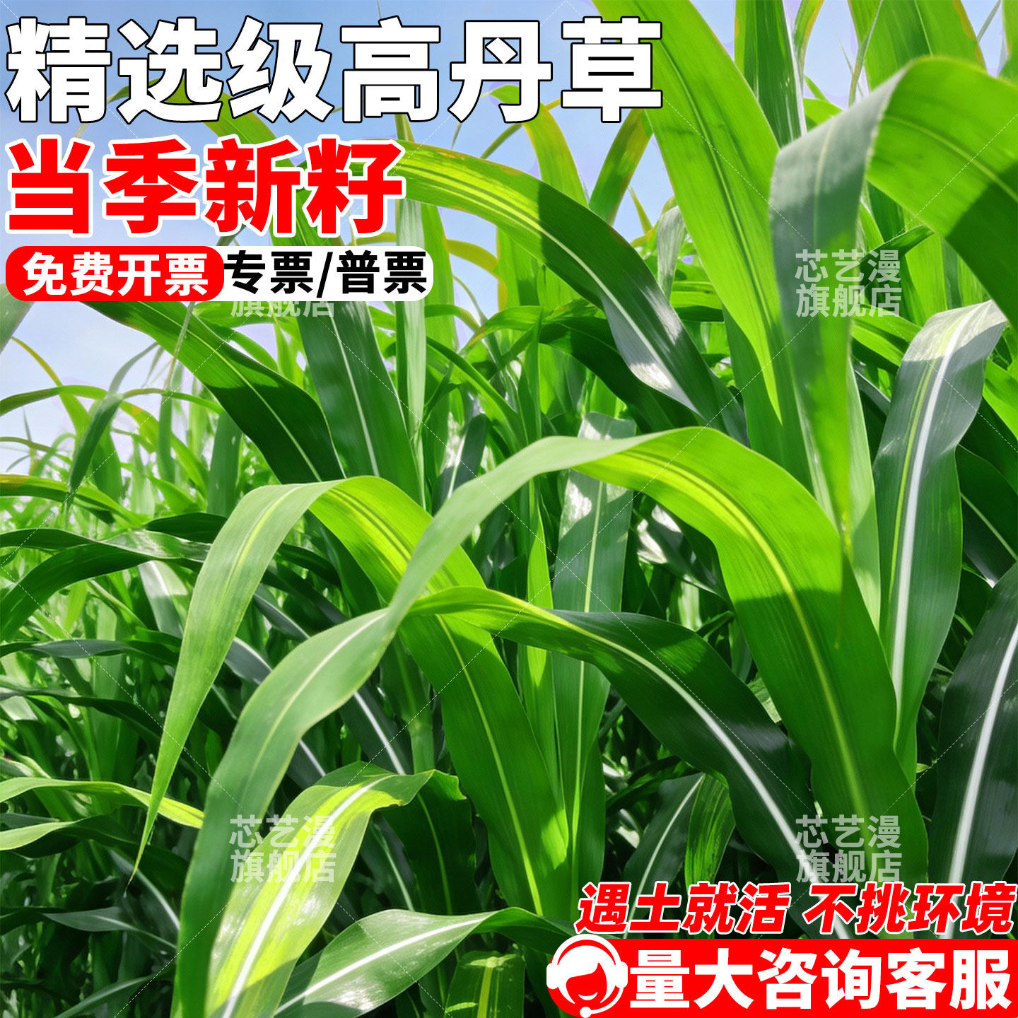 高丹草种籽四季高产高蛋白牧草种子多茬收割畜牧养殖猪牛羊鸡鸭鹅,鲜花速递/花卉仿真/绿植园艺,家庭园艺种子,淘宝优惠券,粉丝福利购,淘宝优惠卷