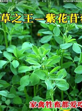 紫花苜蓿草籽种四季种子多年生兔子养殖牧草羊草籽耐寒耐旱黑麦草