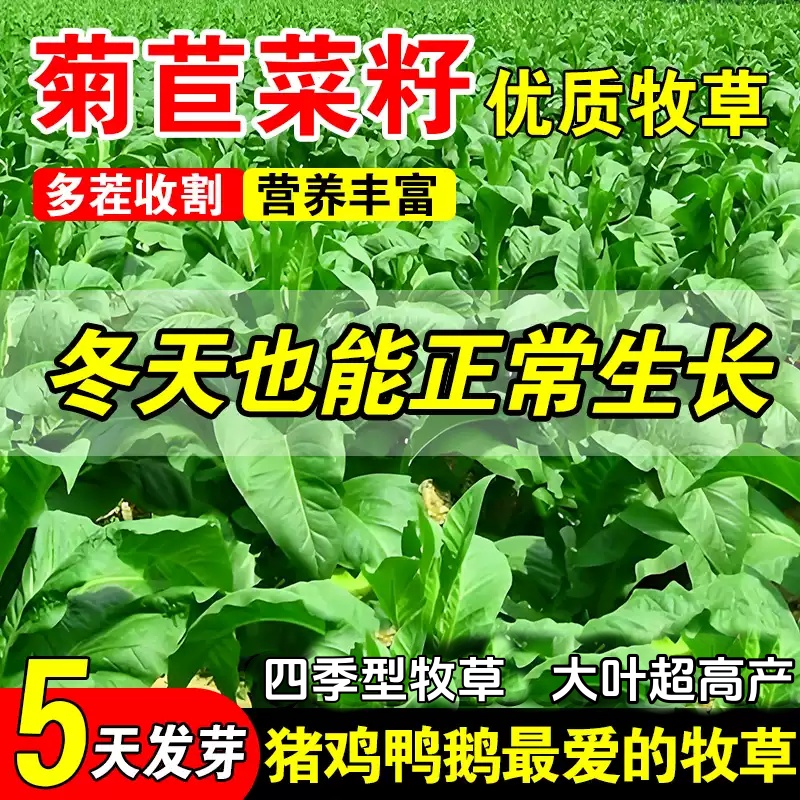 菊苣草种籽大叶将军种子四季养殖牧草籽喂牛鹅鸡鸭鱼兔多年生种孑