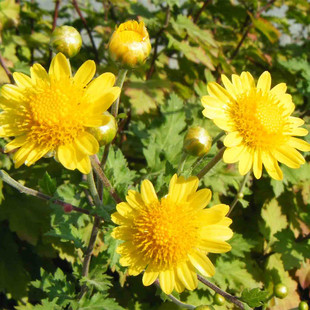 野菊花种子 泡茶小菊花山菊花 甘野菊白色黄色多年生菊花子籽